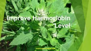 Top 10 Health Benefits of Chenopodium [upl. by Oigufer380]