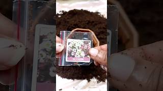 How to grow Alyssum from seeds gardening alyssum flower winterflower shorts [upl. by Leay]