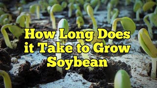 How Long Does it Take to Grow Soybean [upl. by Dnomal336]