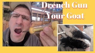 How to Drench medications to a Goat  2018 [upl. by Lydia]