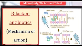 Antibiotics 1 Basics  Mechanism of action of βlactam antibiotics المضادات الحيوية [upl. by Thom38]