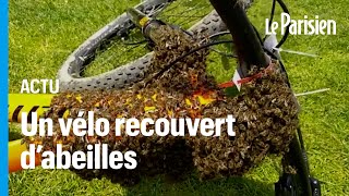 Un énorme essaim dabeille sest installé sur un vélo [upl. by Neltiak]