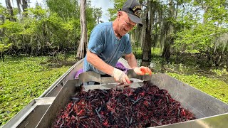 Loading the Boat with CRAWFISH in Americas Biggest Swamp  Catch and Cook [upl. by Nathalia875]