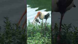 PAINTED STORK hunting fish fishing birds birding lake [upl. by Aretina969]