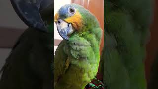 amazonparrot nature birds cute [upl. by Frayda]