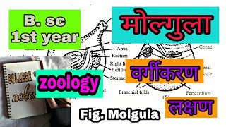 मोल्गुला Molgula वर्गीकरण  लक्षण ।Bsc part 1 zoology [upl. by Marielle]