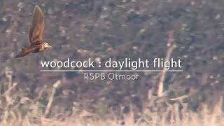 Eurasian woodcock  daylight flight  RSPB Otmoor [upl. by Arvad37]