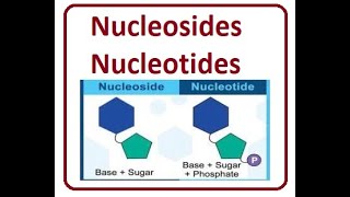 Nucleotide and nucleosides  2024 [upl. by Parfitt]