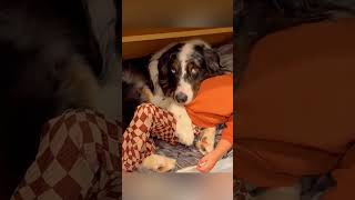 cat dog dogs cut cute love lovecats lovedogs funny virla viralvideo foryou foryoupage [upl. by Ennaitsirk]