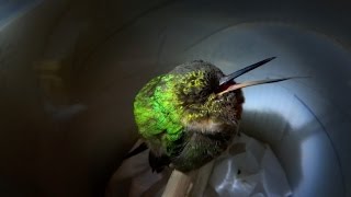 Snoring hummingbird  Super Cute Animals  BBC [upl. by Doubler]