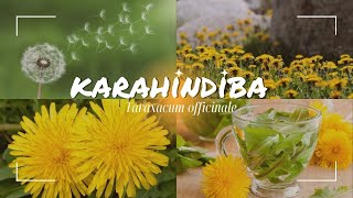 Tıbbi Bitkiler  Karahindiba  Taraxacum officinale 🪴🌿 [upl. by Riedel]