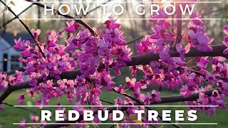 Complete Guide To The Eastern Redbud Tree [upl. by Lyreb]