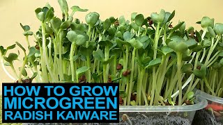 Paano Magpatubo ng Microgreens Radish Kaiware [upl. by Ireg]