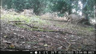 Last few days and wow so many close ups 😀 deer closeup nature [upl. by Hardie96]