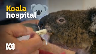 Caring for koalas injured and homeless after the bushfires 🐨🔥  Australia to Me  ABC Australia [upl. by Surovy]