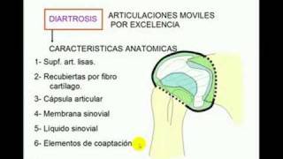 Clasificación de articulaciones [upl. by Ermey]