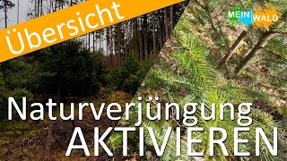 Wie aktivieren ich meine Naturverjüngung 🌱🌳 Alles was du wissen musst [upl. by Eilahtan]