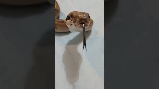 My pet boa constrictor boaconstrictor reptiles fishing herping [upl. by Lowell]