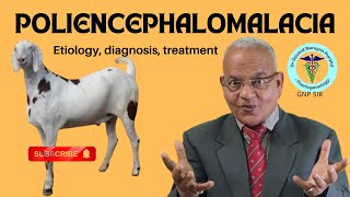 Understanding Poliencephalomalacia Impact on Goats Buffalo Calves and Calves  GNP Sir [upl. by Akihc193]