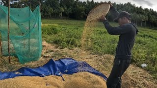 Harvesting rice Laoang Island Northern Samar Philippines [upl. by Martz]