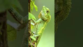 Wild green youtubeshorts ytshorts short animals wildlife MultiNiche [upl. by Pfeffer]