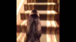 Fat Cat Climbs Stairs  Vine [upl. by Cristiona]