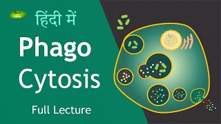 Phagocytosis Full Lecture in Hindi Immunology  Basic Science Series Hindi [upl. by Ahseym291]