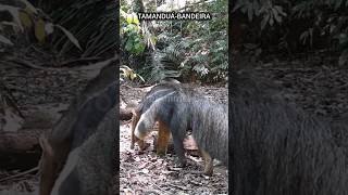 Um Minuto na Floresta Amazônica Encontros Incríveis com a Vida Selvagem de Rondônia [upl. by Yelraf464]