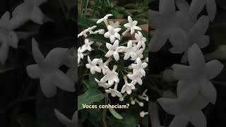 Stephanotis Floribunda JasmimdeMadagascar fypviral plantas fypp viral amigos flores jasmin [upl. by Macintyre]