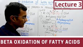 Beta Oxidation of Fatty acids lecture 3 [upl. by Carolan]