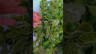 GRAH PRAVESH pedilanthus plants🫶🪴🥰 Devils Backbone plantshorts plants youtube houseplants [upl. by Lanod]