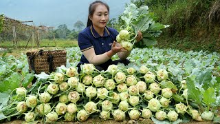 Harvest a lot of kohlrabi and bring it to the market to sell  Cooking  Ly Thi Tam [upl. by Mohamed]