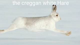 The creggan white Hare  original singerPaddy Tunney [upl. by Yerg]