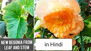 How to Grow Begonia from Leaf  Begonia Leaf Propagation in hindi  Begonia from Stem in Hindi [upl. by Melborn48]