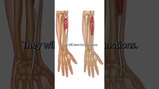 The Wrist Extensor Muscles [upl. by Nylitsirk]