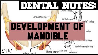 DEVELOPMENT OF MANDIBLE II PRENATAL GROWTH OF MANDIBLE II EMBRYOLOGY II ORTHODONTICS [upl. by Atnwahsal362]