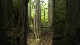 Forest Stroll A Cinematic Walk through Haida Gwaiis Old Growth Wilderness nature forest tree [upl. by Nirrol]