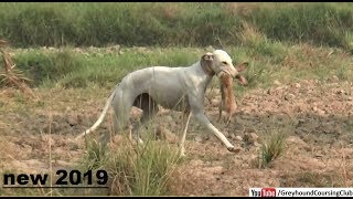 shikar in pakistan  rabbit hunting with dogs  dog vs rabbit [upl. by Wier]