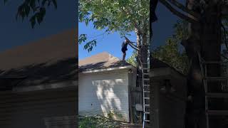 Do you cut the neighbors trees from over your fence tree ￼ treework lawncare lawnmaintenance￼ [upl. by Snider]