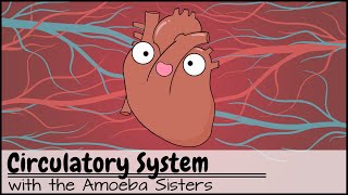 Circulatory System and Pathway of Blood Through the Heart [upl. by Ronoh]