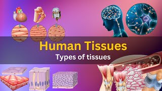 what are tissues in human body what are tissues made of what are tissues class 9 Human tissues [upl. by Griffin]