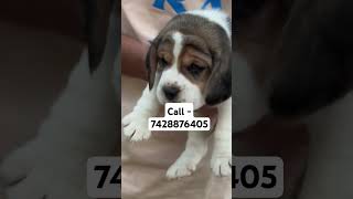 Beagle puppies for sale in delhi ncr song love jubinnautiyal newsong chihuahuaday desidog [upl. by Eglantine862]