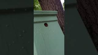 Honeybee swarm captured in trap bees beeswarm swarmtrap savethebees [upl. by Dor]