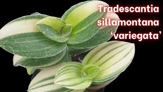 Tradescantia sillamontana VARIEGATED [upl. by Aylmer]