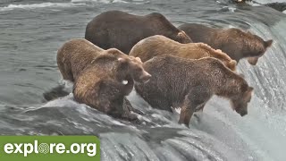 MVP BEARBALL on Brooks Falls Lip 18 Bears show off their Salmon skills Who is your MVP [upl. by Haile771]