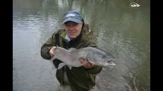 TrailerHucho fishing on Krivaja River [upl. by Nevsa]