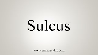 How To Say Sulcus [upl. by Aicenaj]