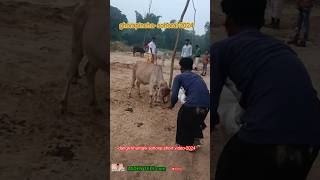 dangri khuntaw sohorai short VIDEO2024 [upl. by Rodd]