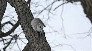 Siberian flying squirrel ・2019 spring in Japan  エゾモモンガ 2019 [upl. by Anawek742]