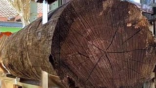 Sawmill Refuses to Cut It  The Hardest Wood In The World [upl. by Llenna]